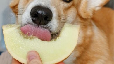 Postres de verano en mascotas: Peligros de la fruta y el helado