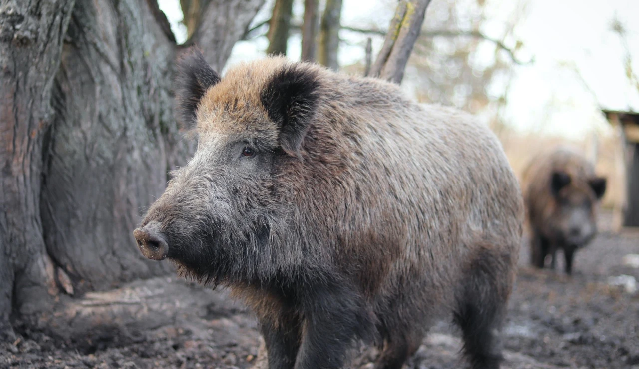 Plaga de jabalíes en Barcelona