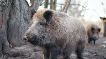 Plaga de jabal&iacute;es en Barcelona