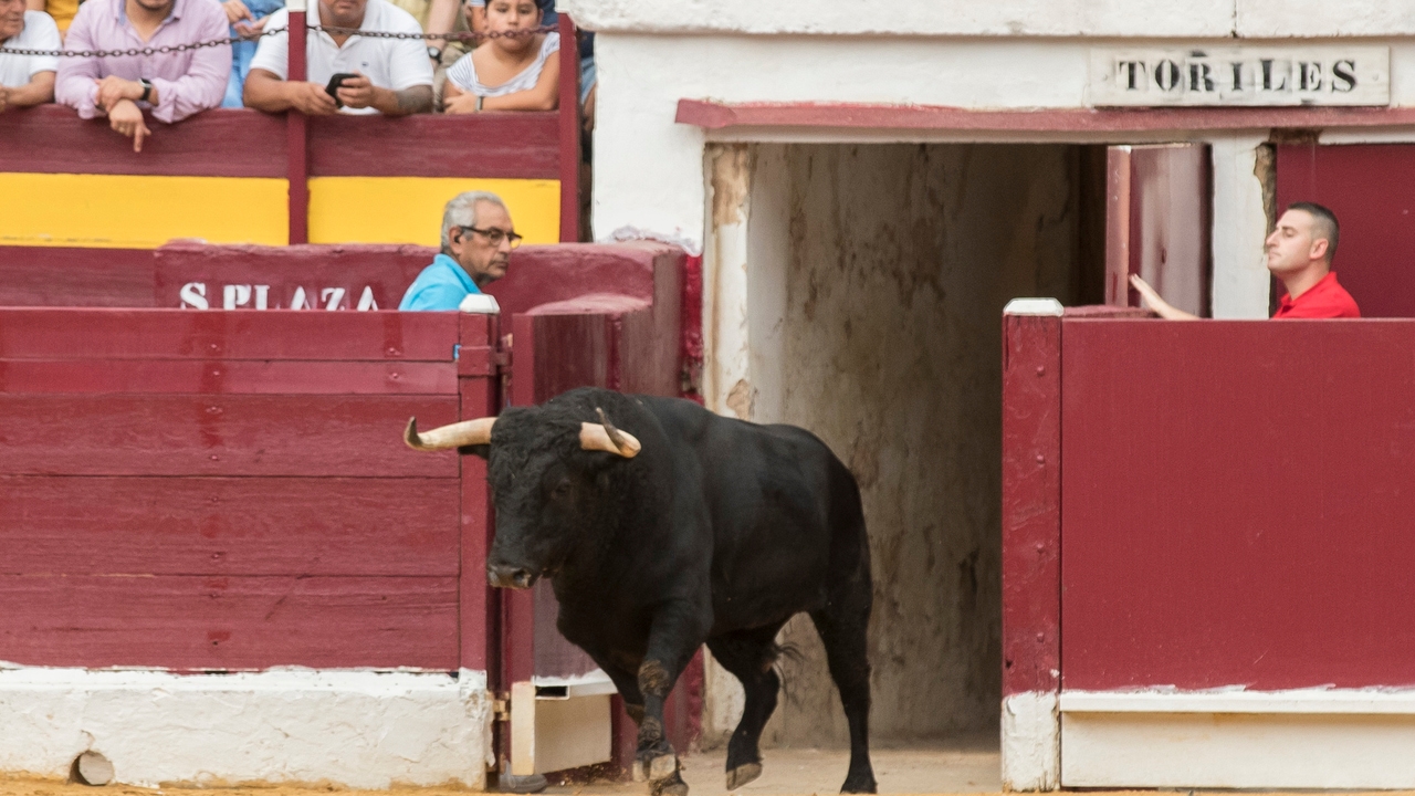 Muere un trabajador en la plaza de toros de Murcia tras recibir la cornada  de un toro