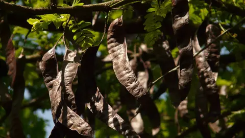 El 'boom' de las algarrobas El 'boom' de las algarrobas