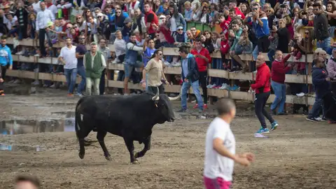 Toro de la Vega en Tordesillas Toro de la Vega en Tordesillas