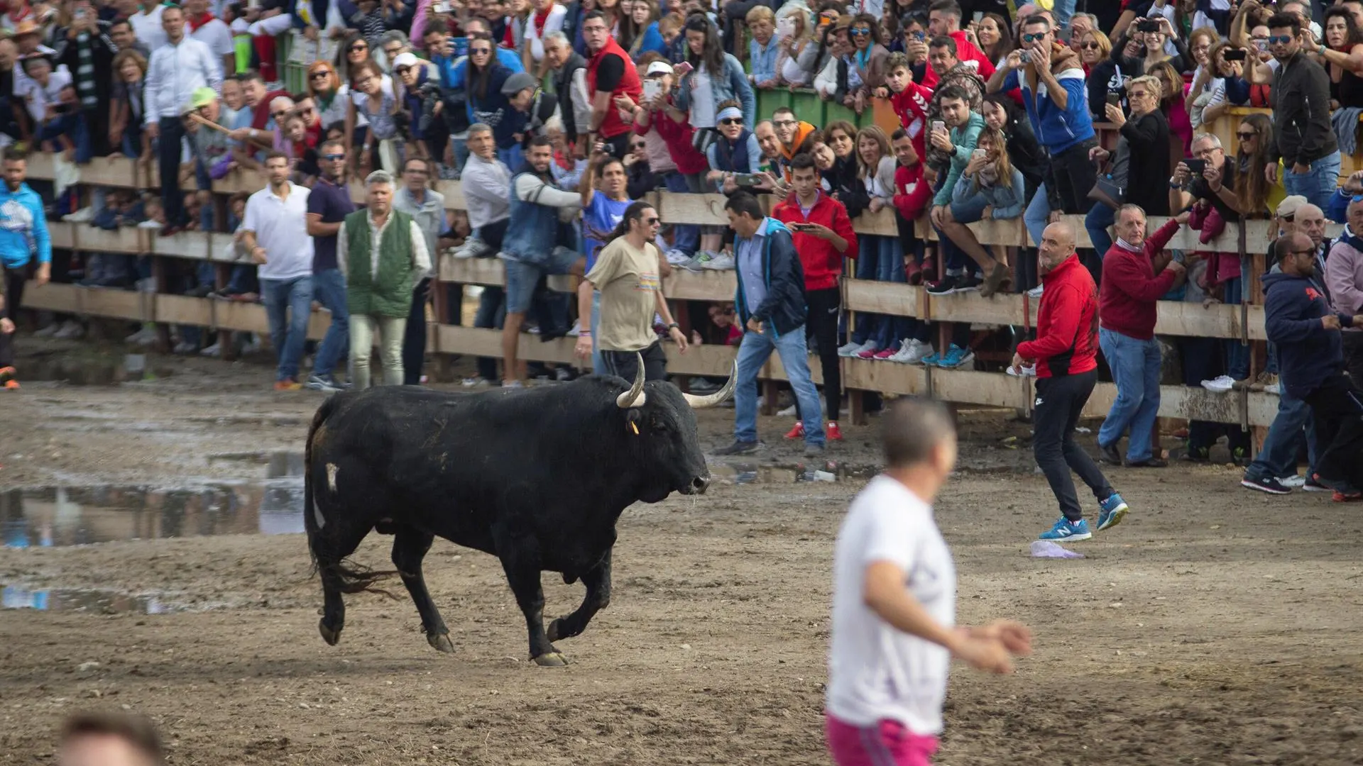Toro de la Vega en Tordesillas