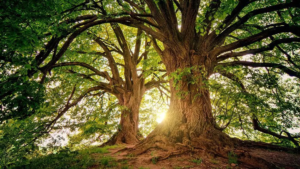 Foto de archivo de un &aacute;rbol