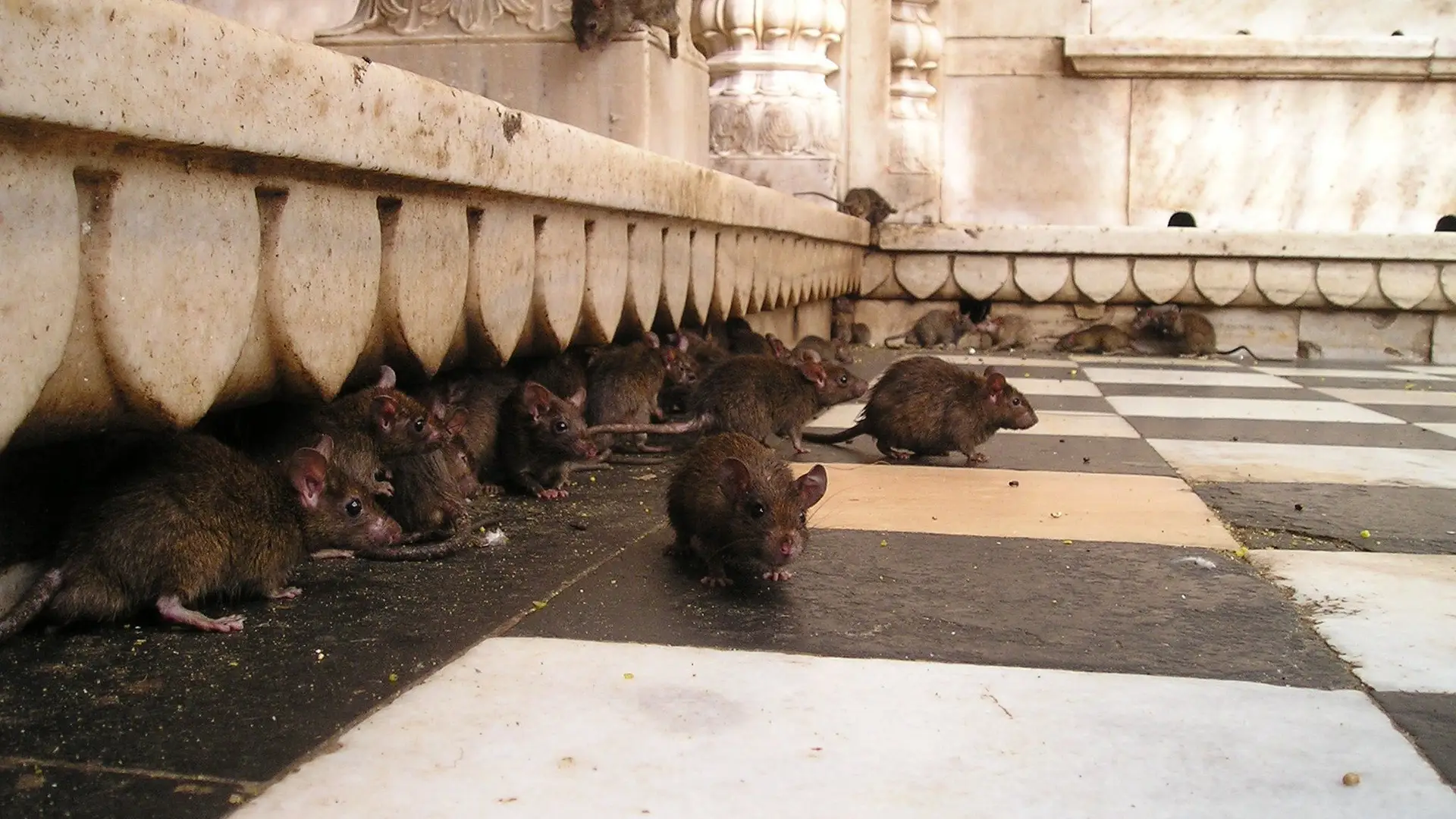 Plaga de ratas