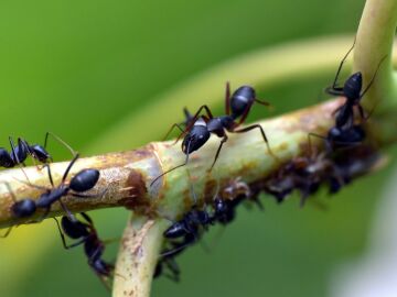 Imagen de archivo de hormigas