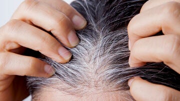 Canas
