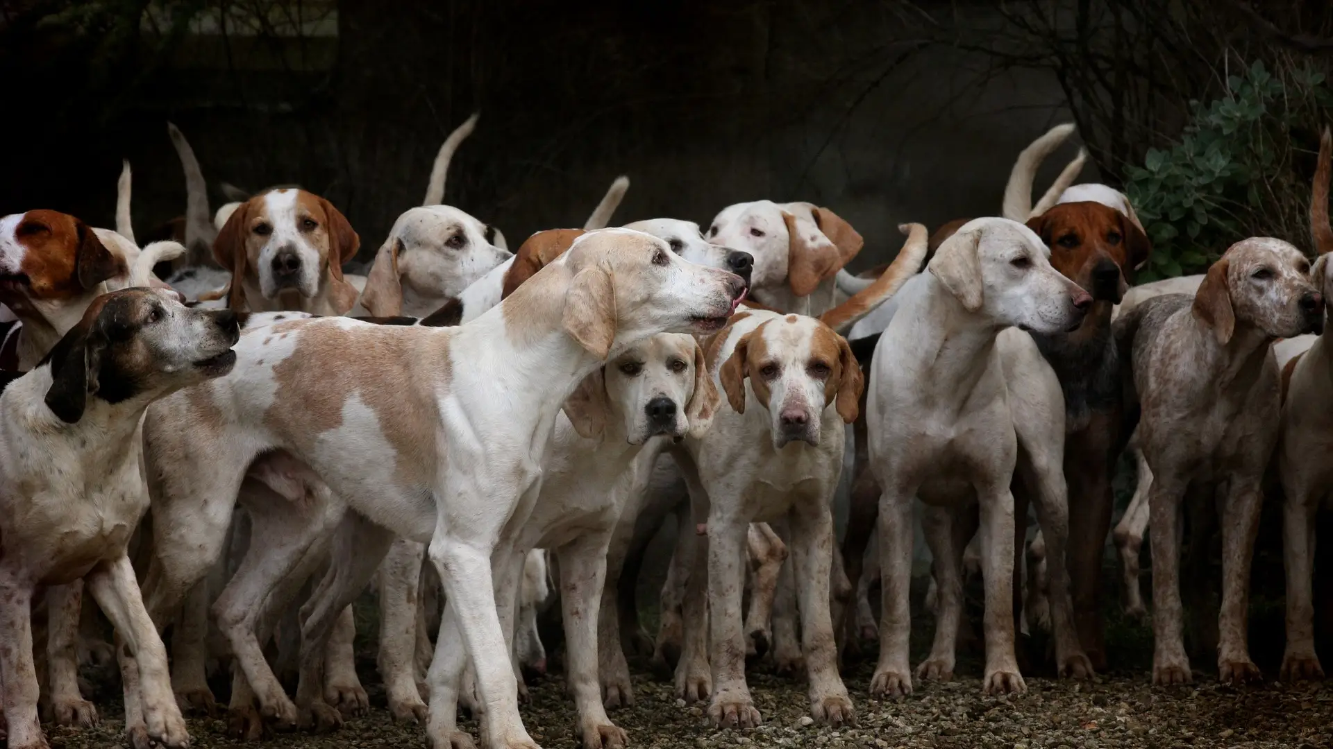Conjunto de perros