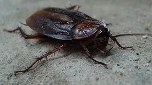 Imagen de una cucaracha Imagen de una cucaracha