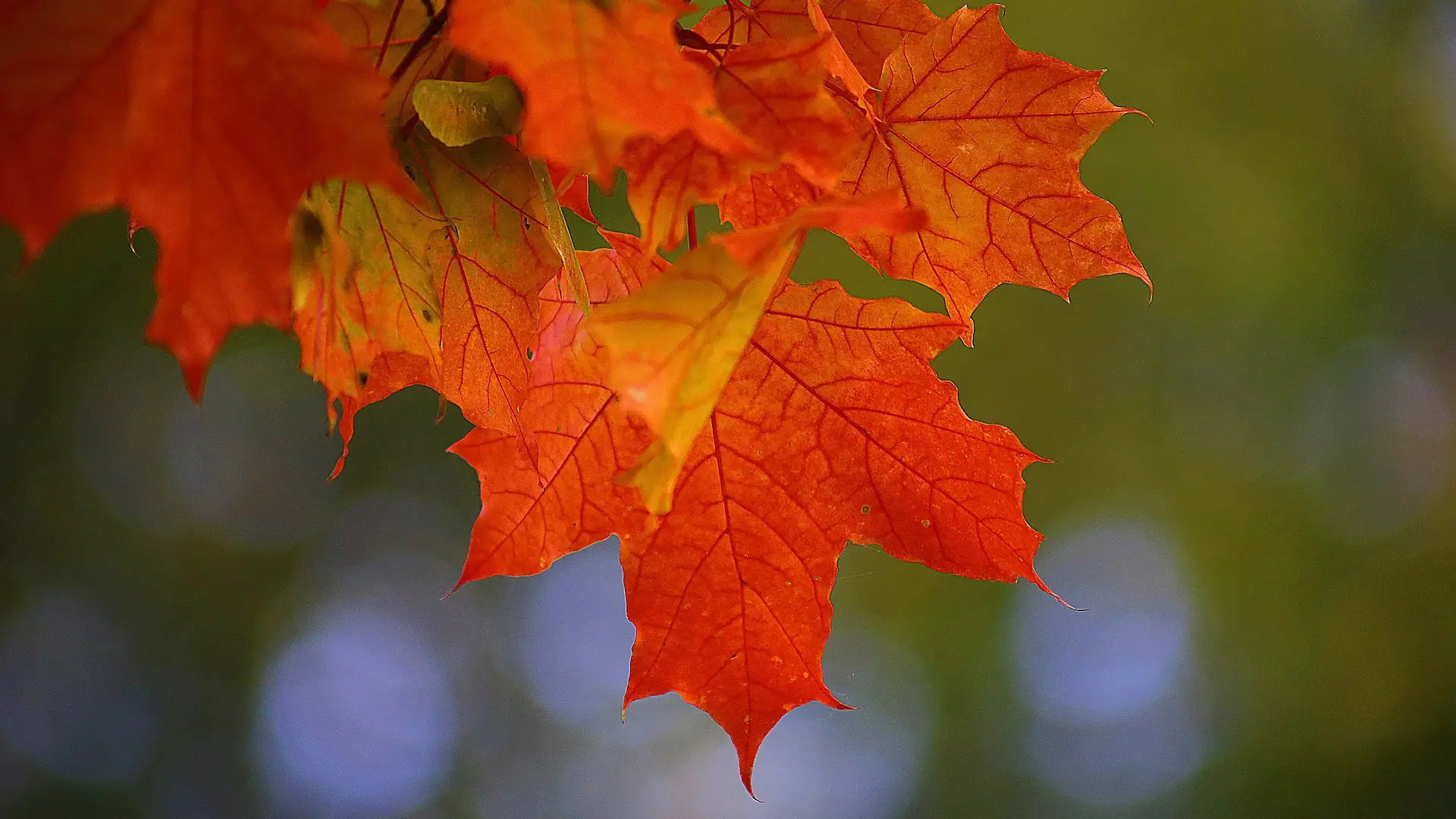 Una hoja de oto&ntilde;o