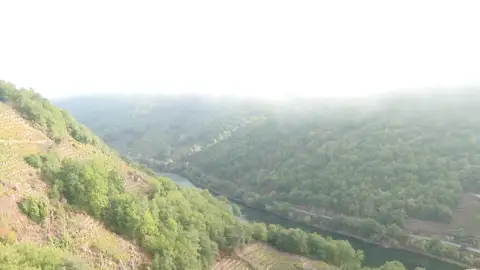 Termina la vendimia heroica de la Ribeira Sacra Termina la vendimia heroica de la Ribeira Sacra