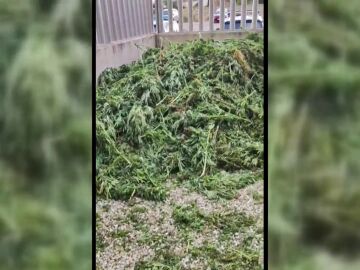 Marihuana acumulada en comisarías de los Mossos d'Esquadra