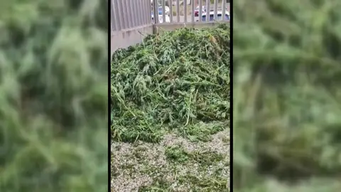 Marihuana acumulada en comisarías de los Mossos d'Esquadra Marihuana acumulada en comisarías de los Mossos d'Esquadra