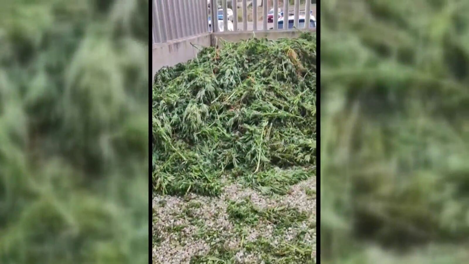 Las comisarías catalanas, a rebosar de marihuana: los Mossos d'Esquadra reclaman ayuda para deshacerse de ella