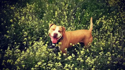 Imagen de Pita, la perrita fallecida por culpa de un petardo Imagen de Pita, la perrita fallecida por culpa de un petardo