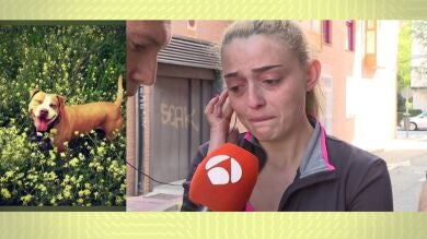 Los dueños de Pita, la perra que se lanzó desde una ventana por un petardo, destrozados: 