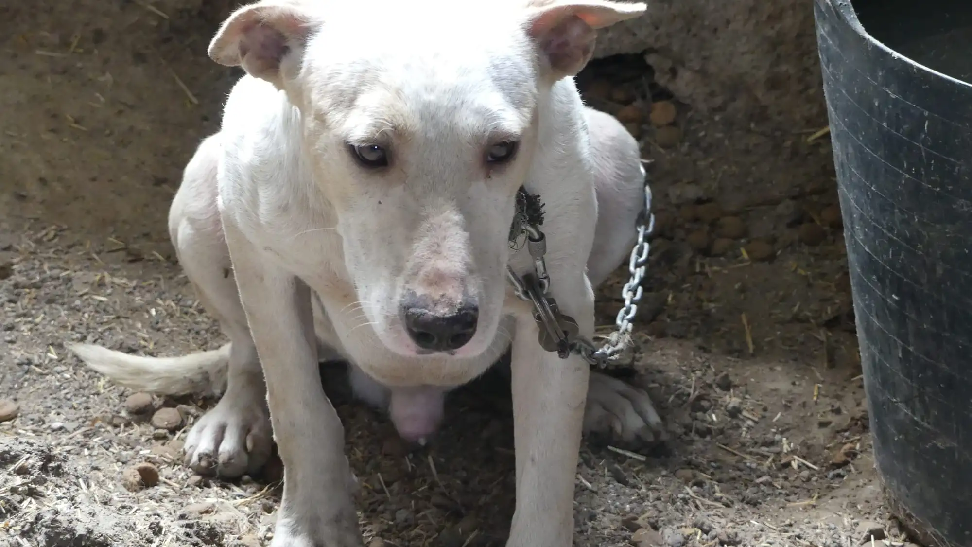 Piden tres a&ntilde;os y medio para los cazadores que maltrataron y mataron a sus perros