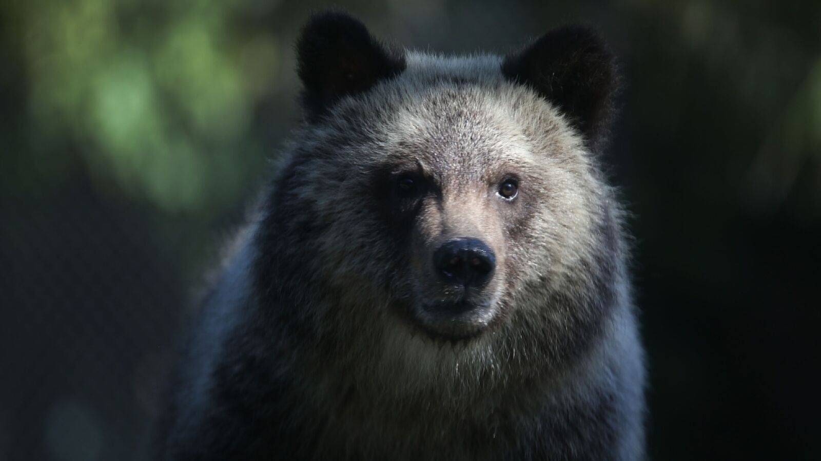 Pánico y terror en primera persona: Un oso sorprende y ataca a un hombre mientras escalaba