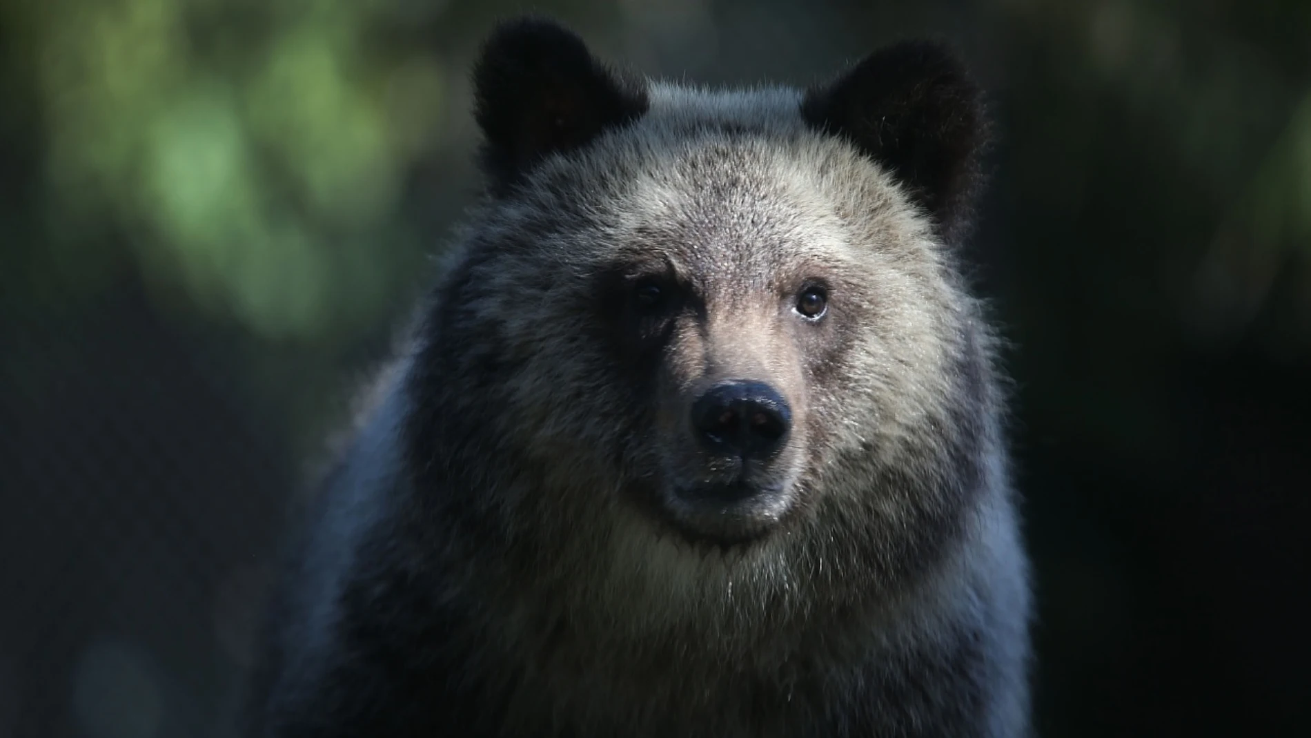 Imagen de un oso