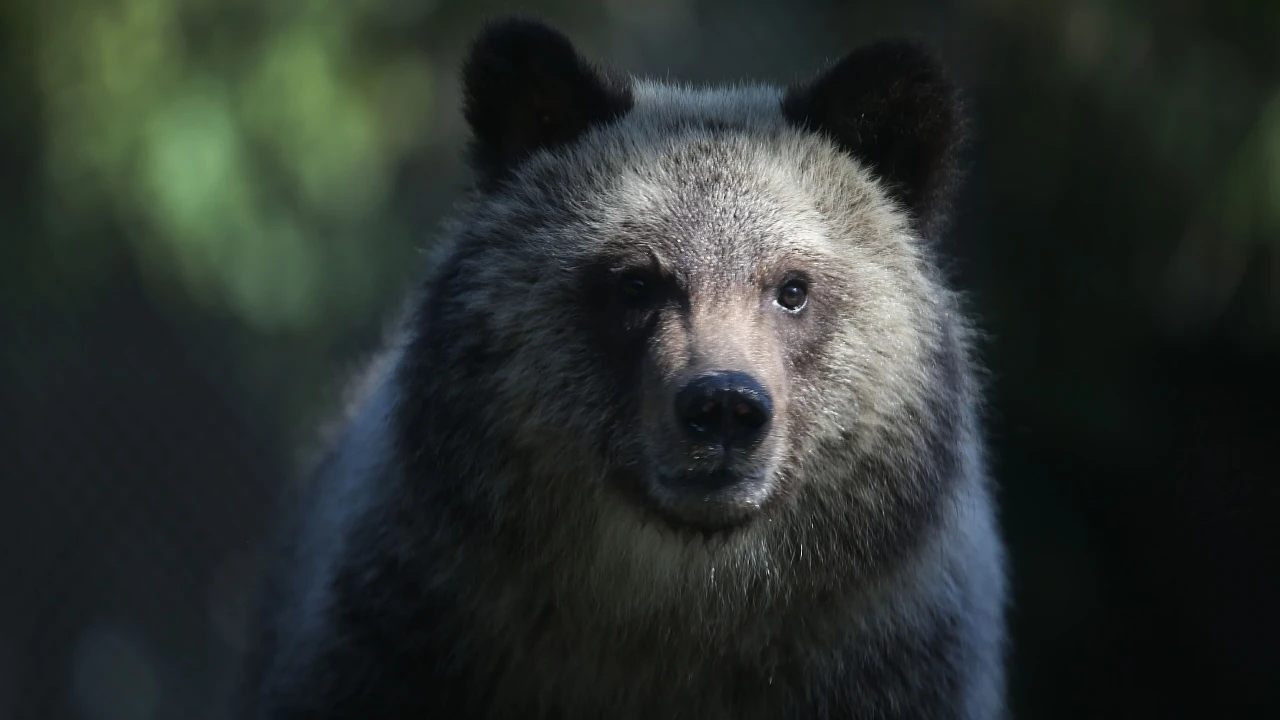 Imagen de un oso Imagen de un oso