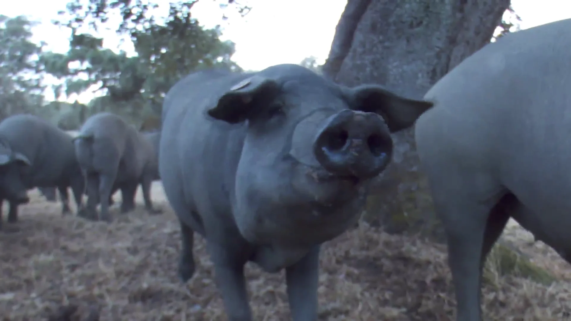 Cerdo