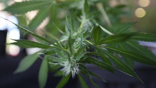 Imagen de una planta de cannabis Imagen de una planta de cannabis