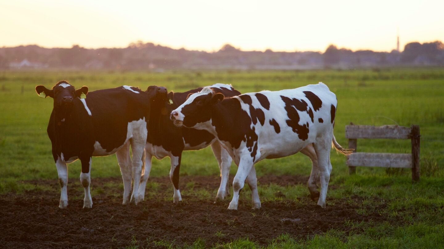 Vacas pastando