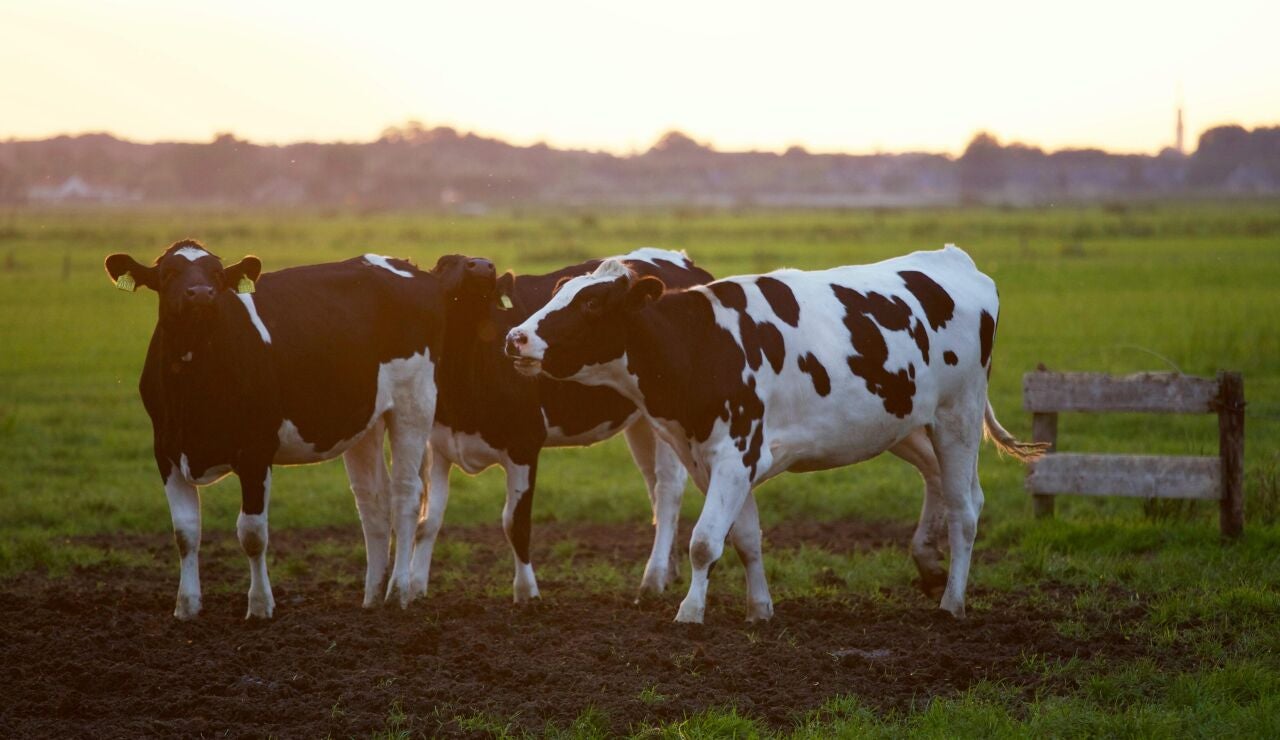 Vacas pastando