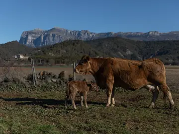 Ganado Ganado