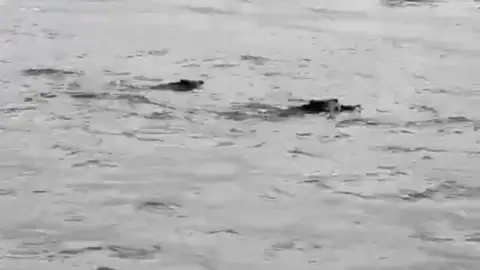 El vídeo de los jabalíes dándose un chapuzón El vídeo de los jabalíes dándose un chapuzón