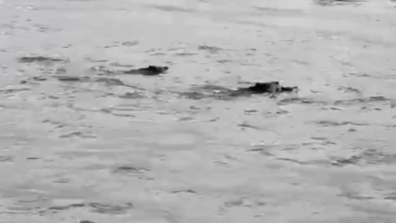 El vídeo de los jabalíes dándose un chapuzón El vídeo de los jabalíes dándose un chapuzón