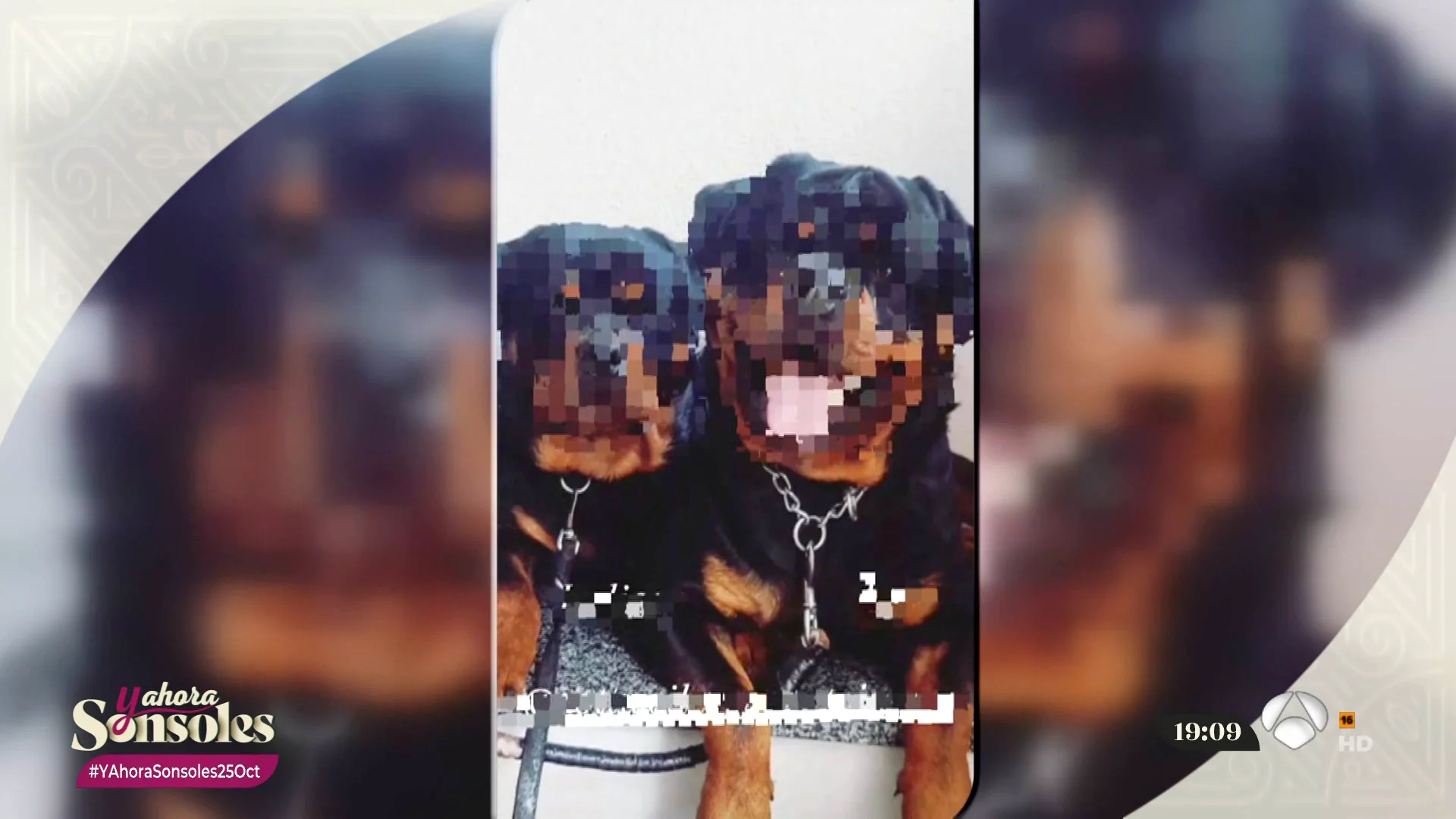 perros