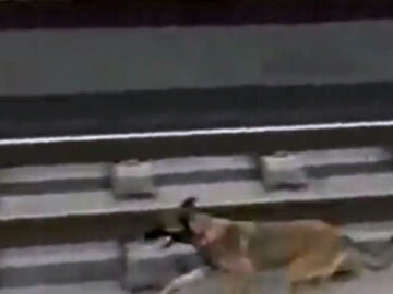 Un perro corre por las vías del metro en Bilbao
