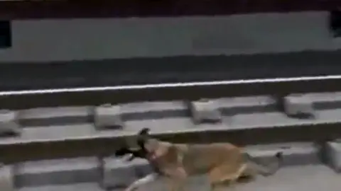 Un perro corre por las vías del metro en Bilbao Un perro corre por las vías del metro en Bilbao