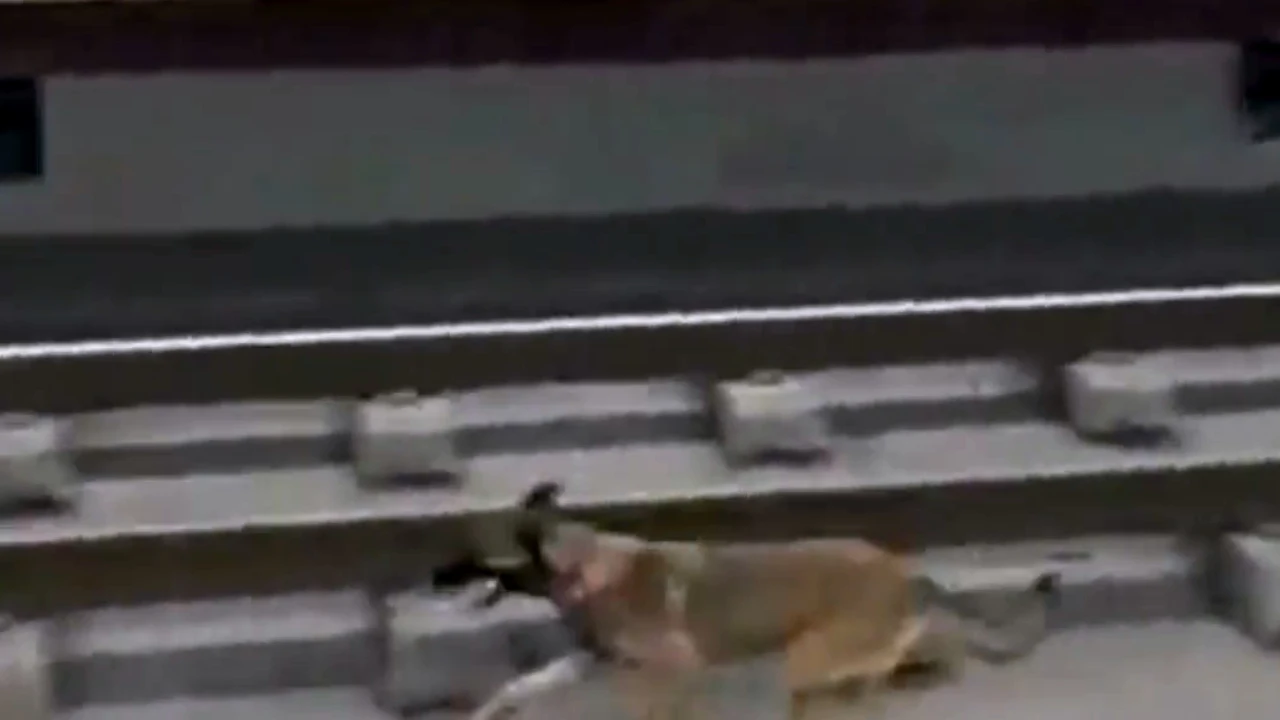 Un perro corre por las v&iacute;as del metro en Bilbao