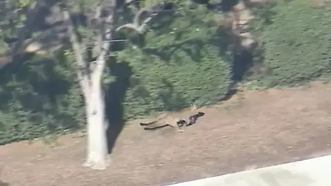 Un puma por Los Ángeles Un puma por Los Ángeles
