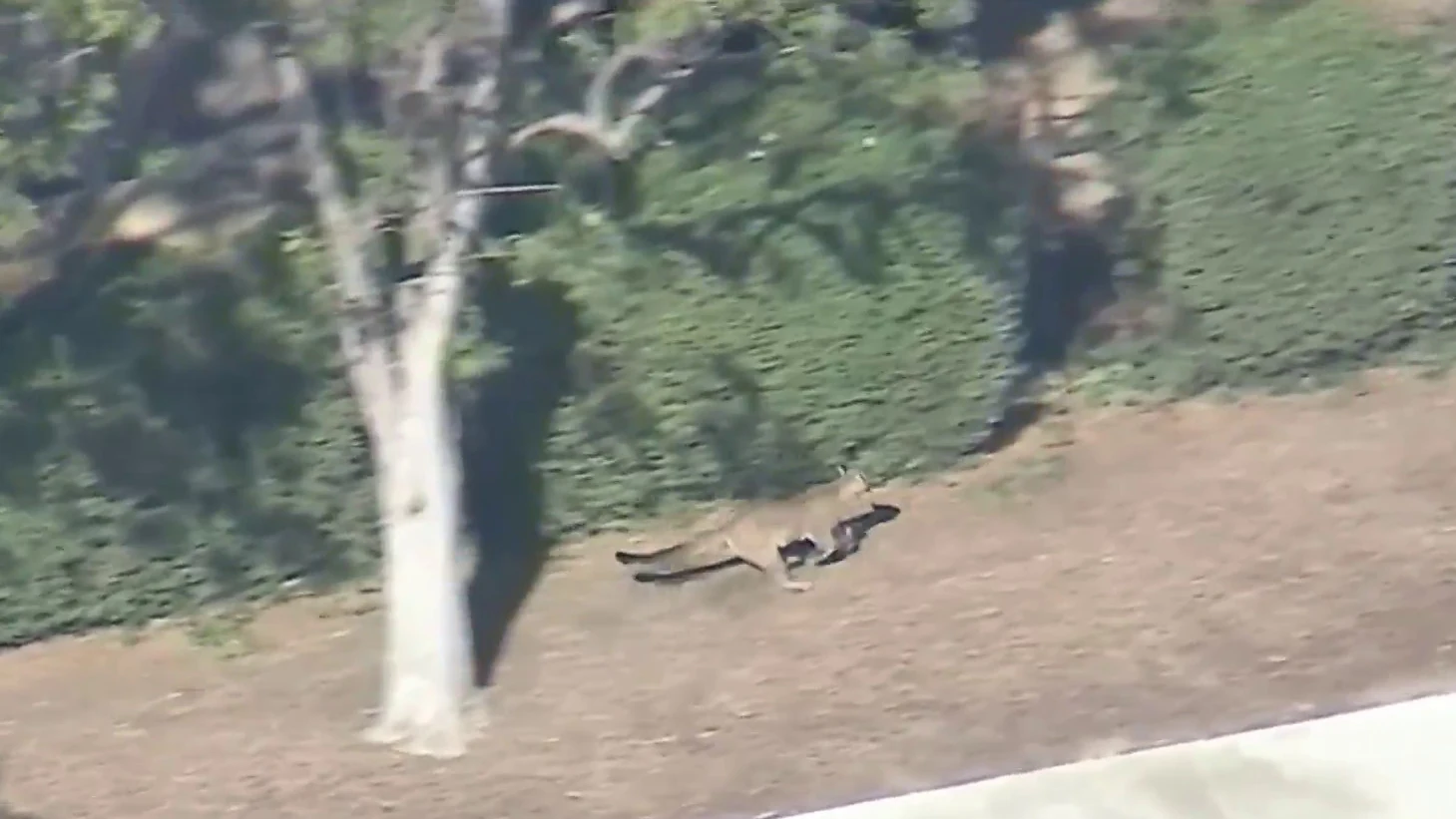 Un puma por Los Ángeles Un puma por Los Ángeles
