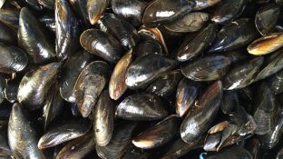 Mejillones 