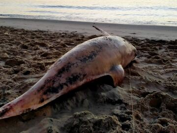 Delfín muerto en la bahía de Algeciras.