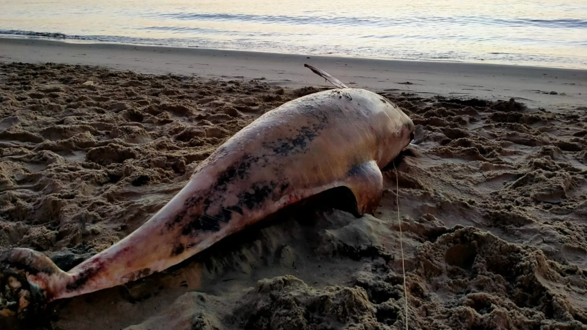 Delfín muerto en la bahía de Algeciras.