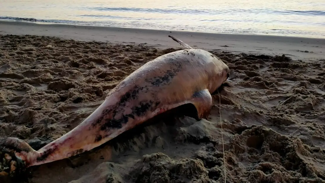 Delfín muerto en la bahía de Algeciras. Delfín muerto en la bahía de Algeciras.