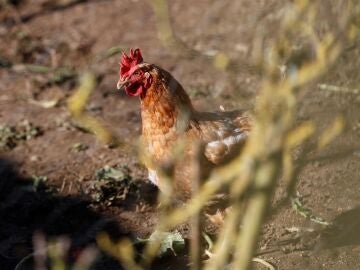 Imagen una gallina en un corral de Lugo