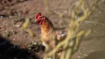 Imagen una gallina en un corral de Lugo