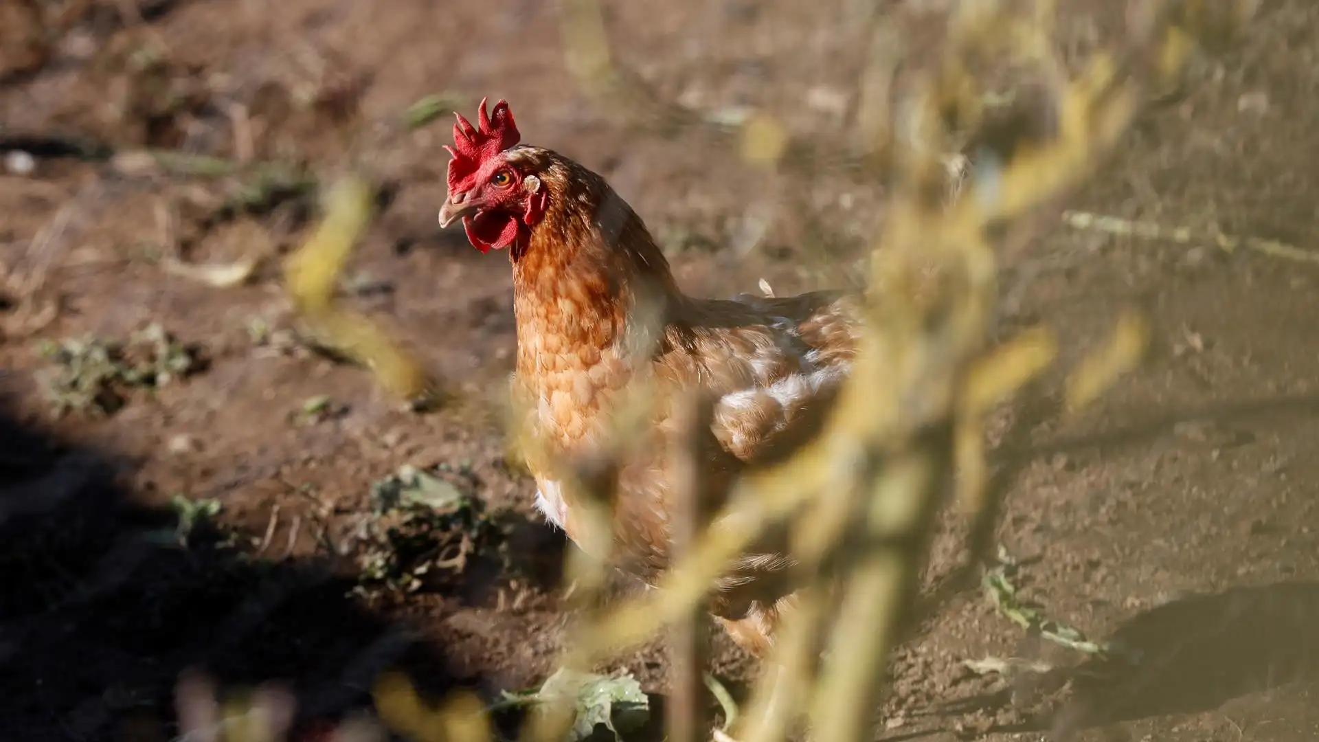 Imagen una gallina en un corral de Lugo Imagen una gallina en un corral de Lugo