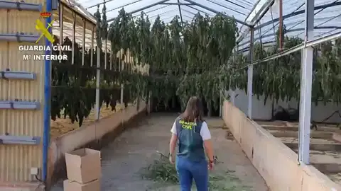 La Guardia Civil incauta un alijo de marihuana La Guardia Civil incauta un alijo de marihuana