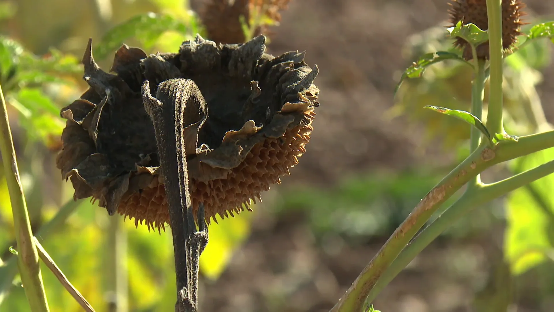 Imagen de archivo de un girasol
