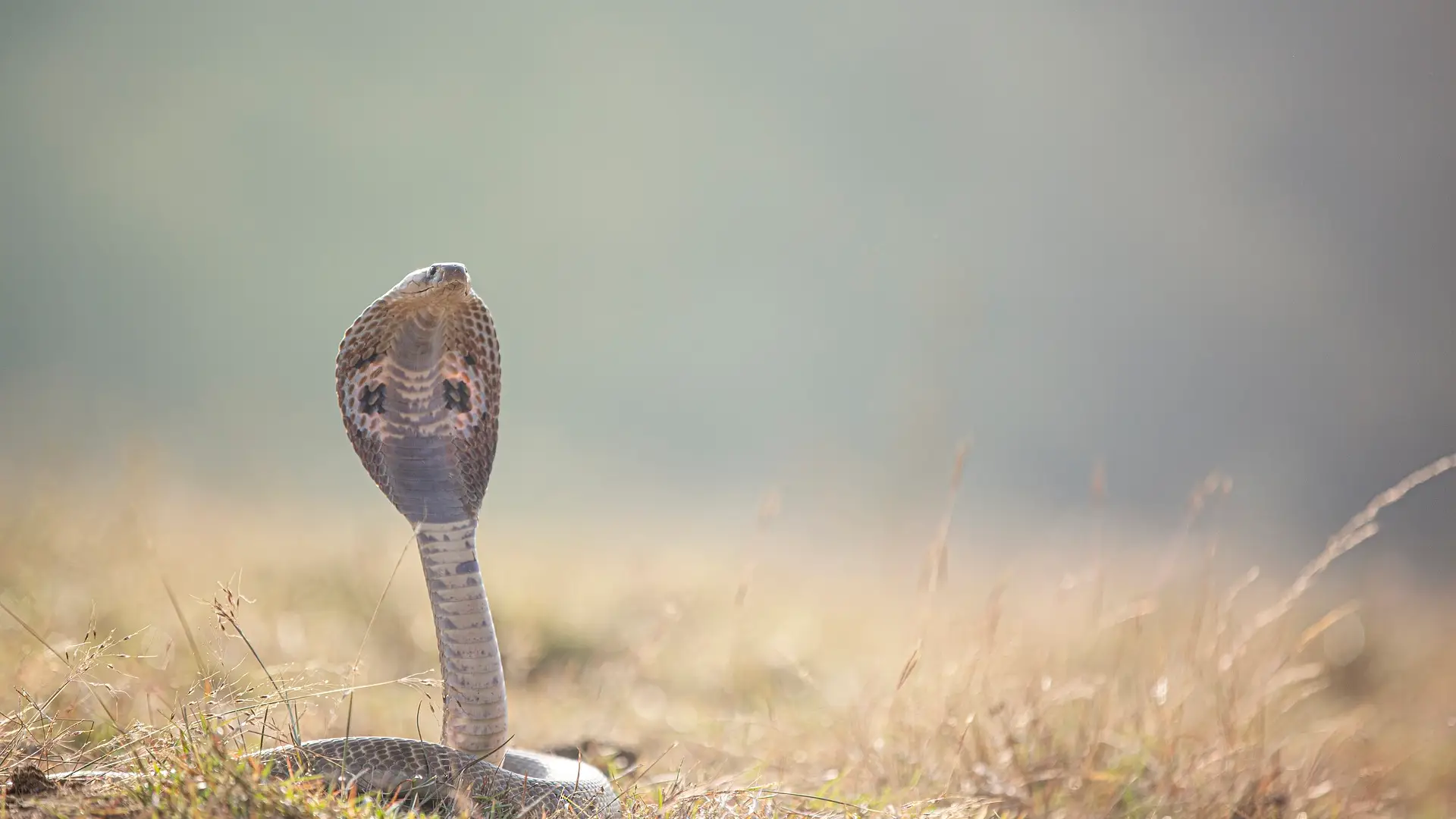 Cobra Cobra