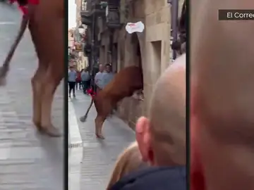 Imagen de la vaquilla Imagen de la vaquilla