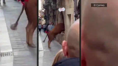 Imagen de la vaquilla Imagen de la vaquilla