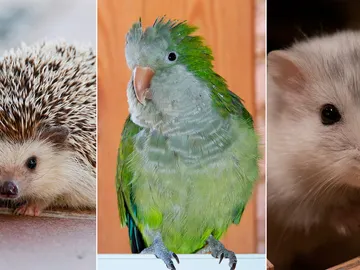 Imagen de archivo de una cotorra, un erizo y un hámster Imagen de archivo de una cotorra, un erizo y un hámster